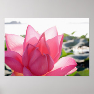 Lotus blomma [Nelumbo speciosum] i fullt Poster
