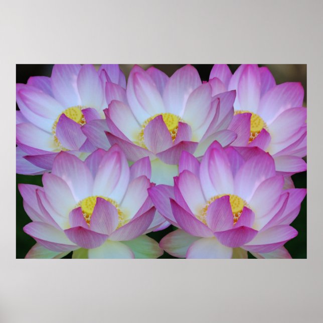 Lotus blomma och dess innebörd poster (Framsidan)