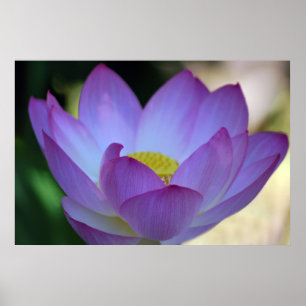 Lotus blomma och dess innebörd poster