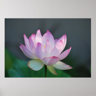 Lotus blomma och dess innebörd poster