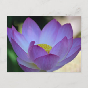 Lotus blomma och dess innebörd vykort