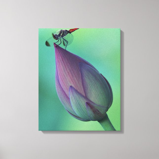 Lotus blomma och drakfluga canvastryck (Framsida)