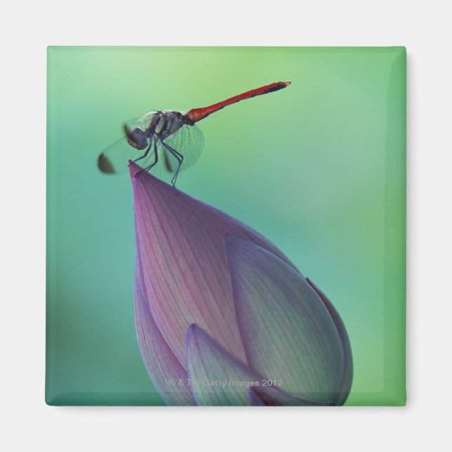 Lotus blomma och drakfluga magnet (Framsidan)