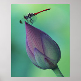 Lotus blomma och drakfluga poster