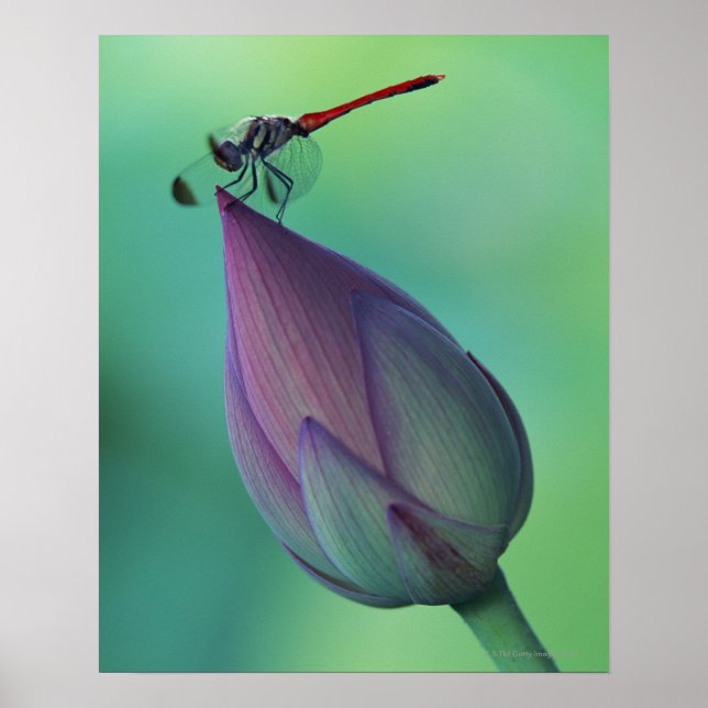 Lotus blomma och drakfluga poster (Framsidan)