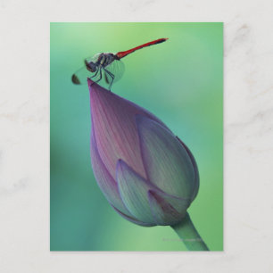 Lotus blomma och drakfluga vykort