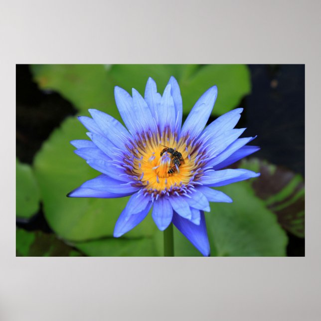 Lotus blomma poster (Framsidan)
