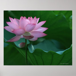 Lotus blomma poster