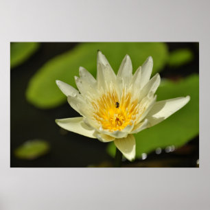 Lotus-blomma (Vatten lily) Poster