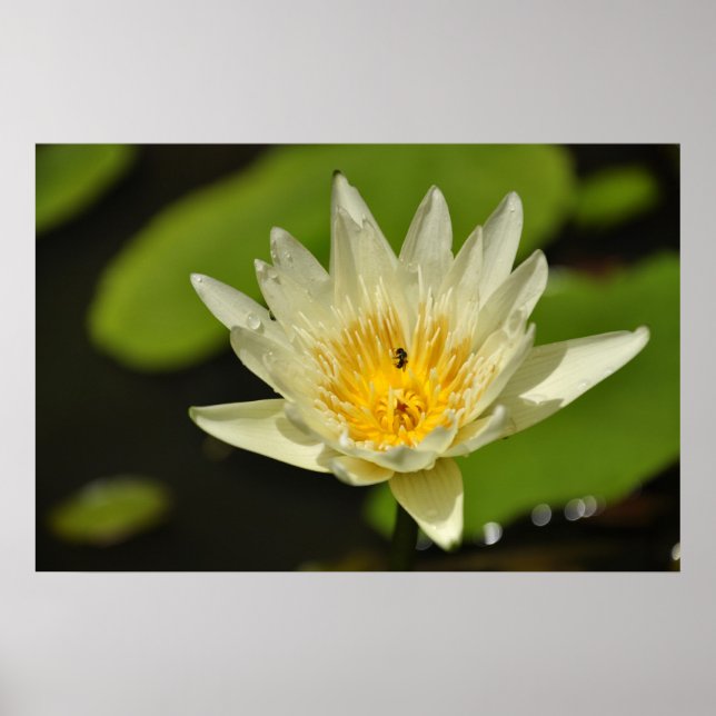 Lotus-blomma (Vatten lily) Poster (Framsidan)