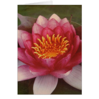 Lotus Blommar - av Logan Guinn Hälsningskort