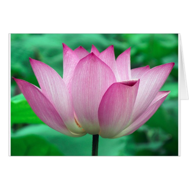 lotus blommar hälsningskort (Framsidan Horizontal)