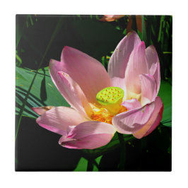 Lotus Blommar Kakelplatta