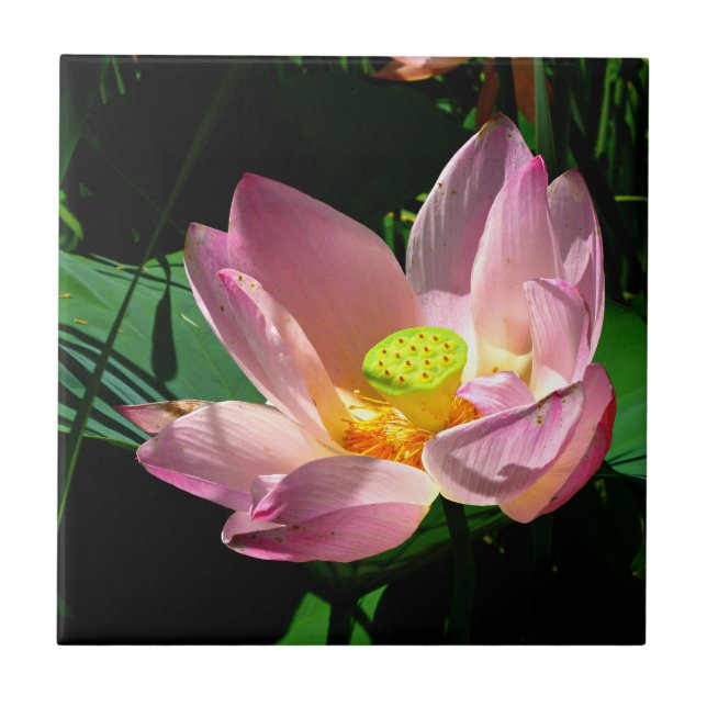Lotus Blommar Kakelplatta (Framsidan)