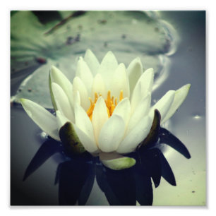 Lotus Blommar Lily Flower 8x8 Fototryck