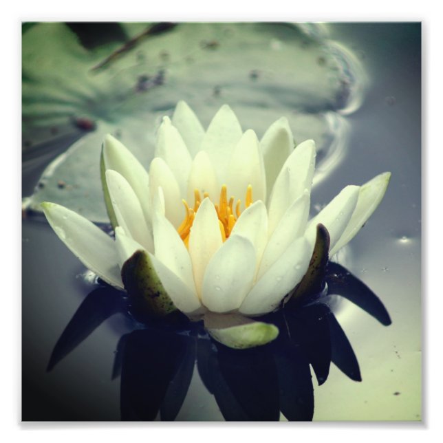 Lotus Blommar Lily Flower 8x8 Fototryck (Framsidan)