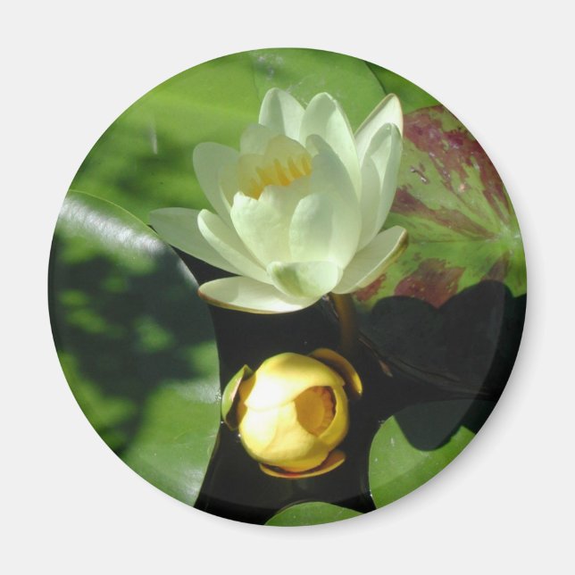 Lotus Blommar Magnet (Framsidan)