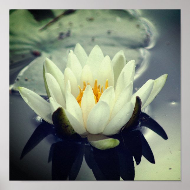 Lotus Blommar Poster (Framsidan)