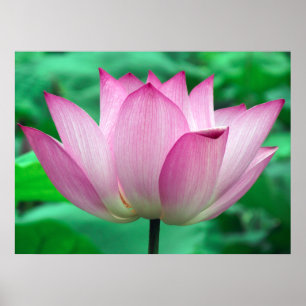 Lotus Blommar Poster
