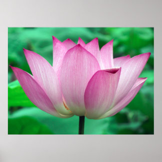 Lotus Blommar Poster