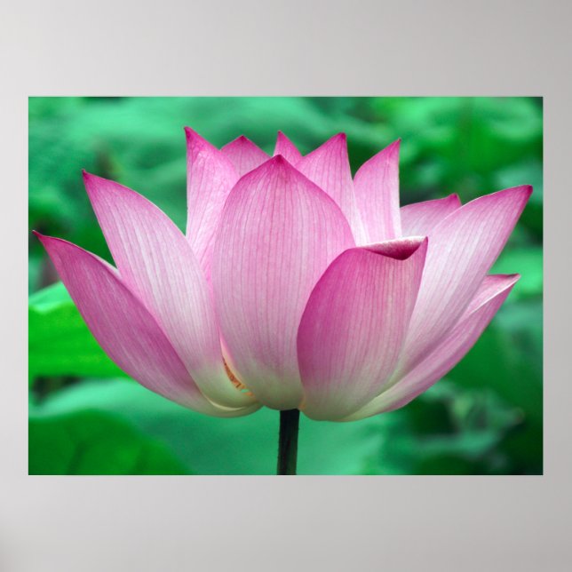Lotus Blommar Poster (Framsidan)