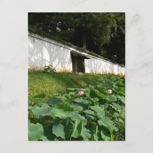 Lotus blommor i Temple Moat Vykort (Framsida)