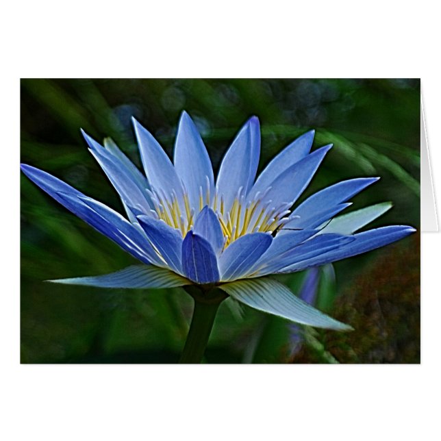 Lotus blommor och innebörd hälsningskort (Framsidan Horizontal)
