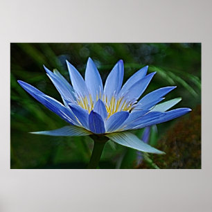 Lotus blommor och innebörd poster