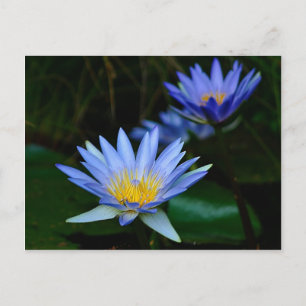 Lotus blommor och innebörd vykort