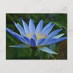 Lotus blommor och innebörd vykort