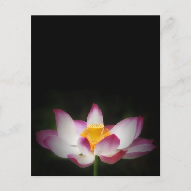 Lotus Blomsterfotografi Underbar Yoga Om Gift! Flygblad (Framsidan)