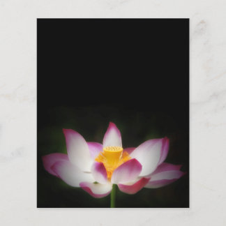Lotus Blomsterfotografi Underbar Yoga Om Gift! Flygblad