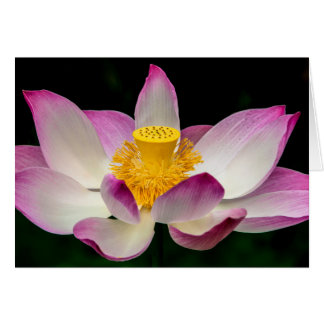 Lotus Blomsterfotografi Underbar Yoga om Gift! Hälsningskort