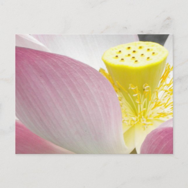 Lotus-blomstervykort Vykort (Framsida)