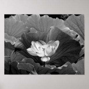 Lotus Bloom in Black and White Poster