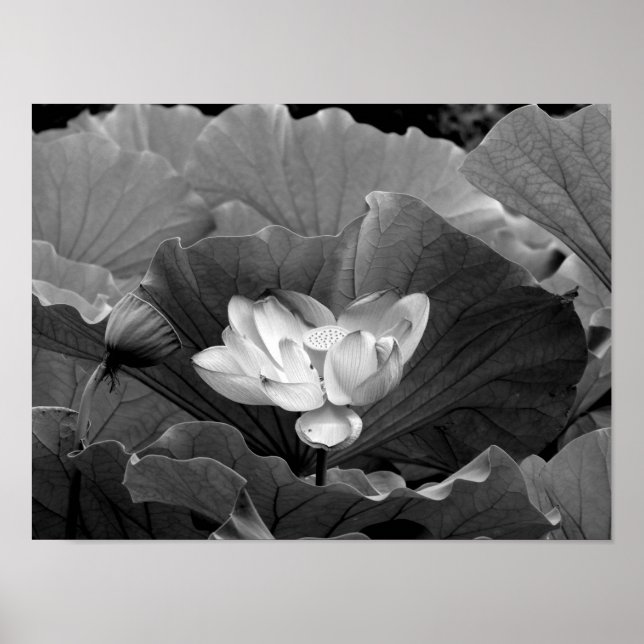 Lotus Bloom in Black and White Poster (Framsidan)