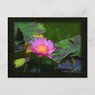 Lotus Bloom Vykort