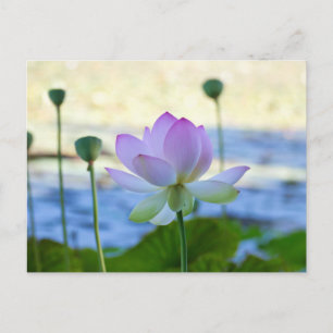 Lotus Bloom Vykort