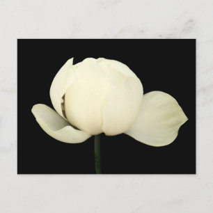 Lotus Bud Inbjudan Vykort