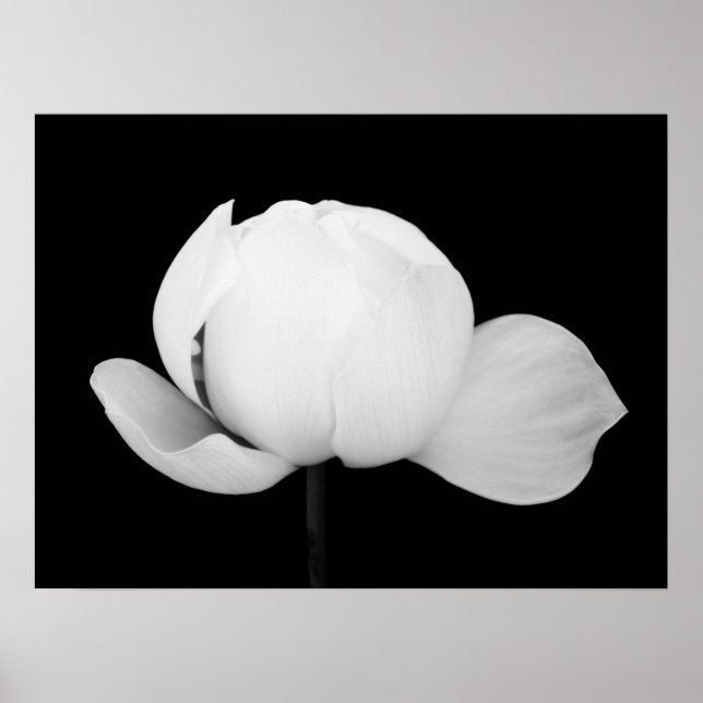 Lotus Bud Poster (Framsidan)