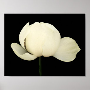 Lotus Bud Poster
