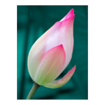 Lotus Bud Tranquilitet poster