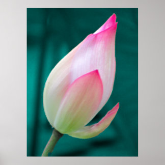 Lotus Bud Tranquilitet poster