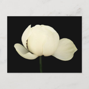 Lotus Bud Vykort