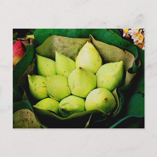 Lotus buds vykort (Framsida)