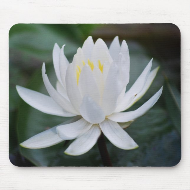 Lotus eller vattlily och mening musmatta (Framsidan)