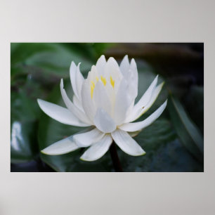Lotus eller vattlily och mening poster