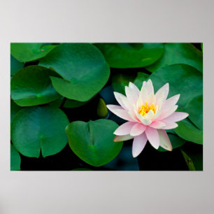 Lotus Flower and Lily Dynors Poster