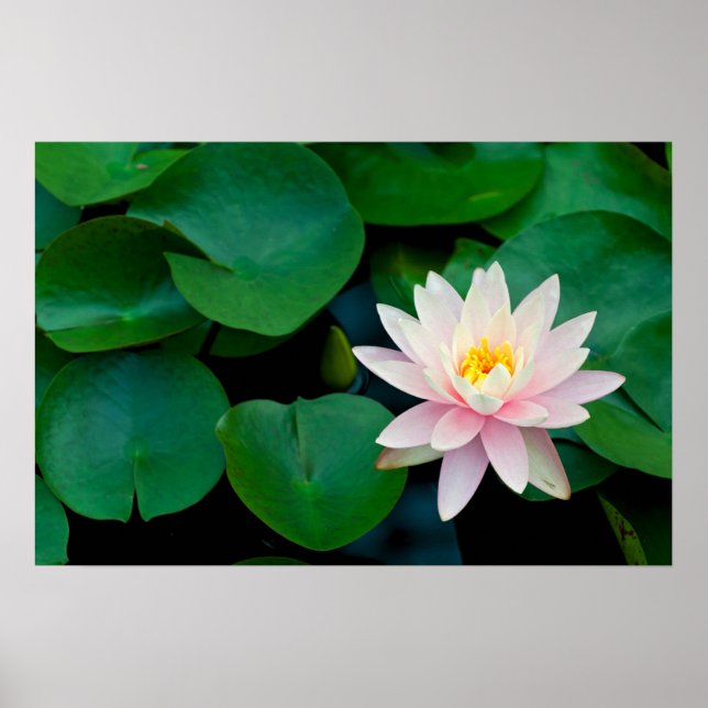 Lotus Flower and Lily Dynors Poster (Framsidan)