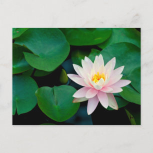 Lotus Flower and Lily Dynors Vykort